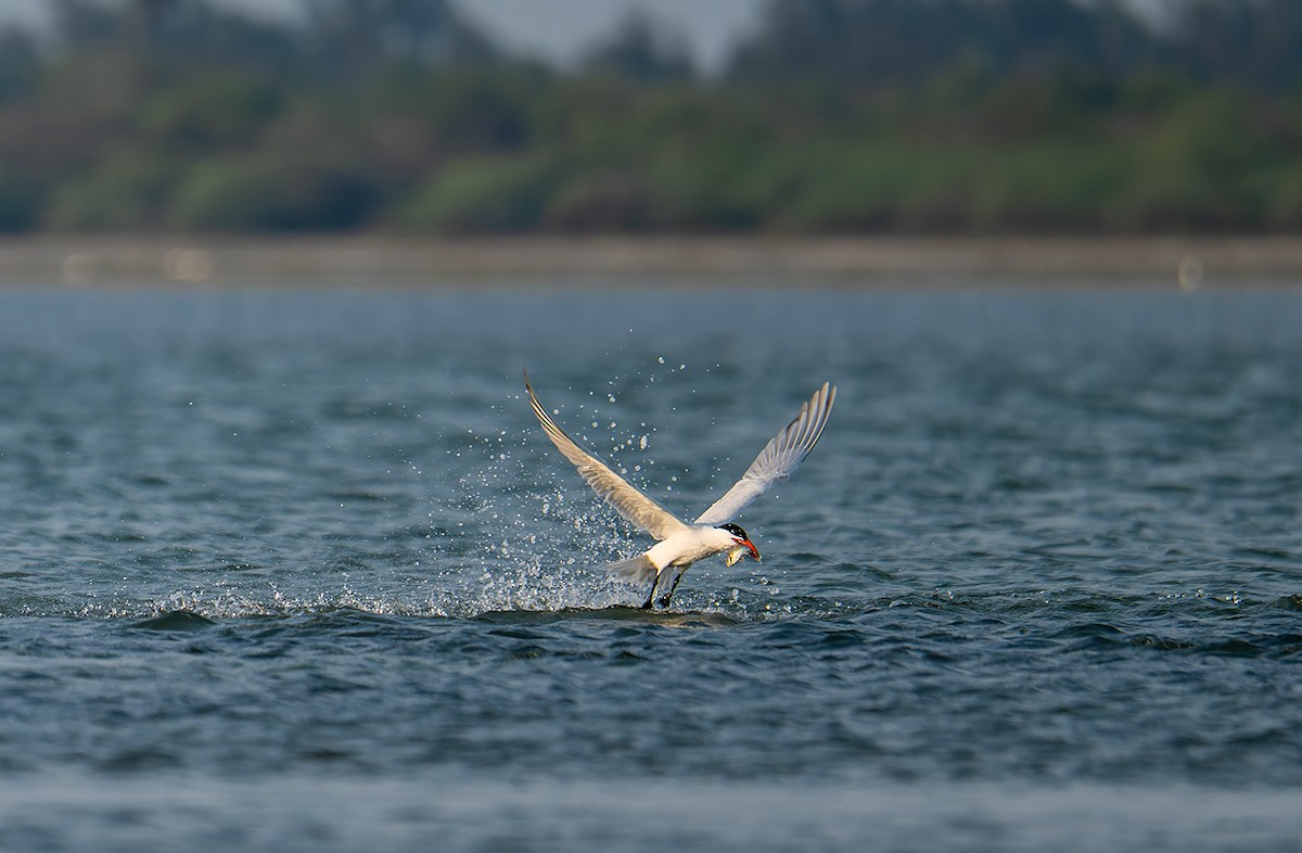 Pagaza Piquirroja - ML647218010