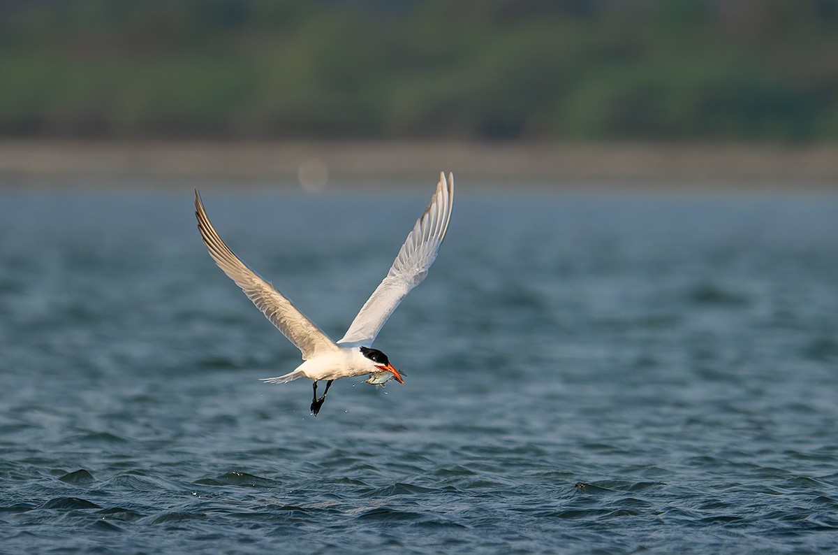 Pagaza Piquirroja - ML647218011