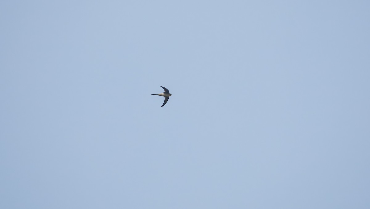 Asian Palm Swift - ML647218020