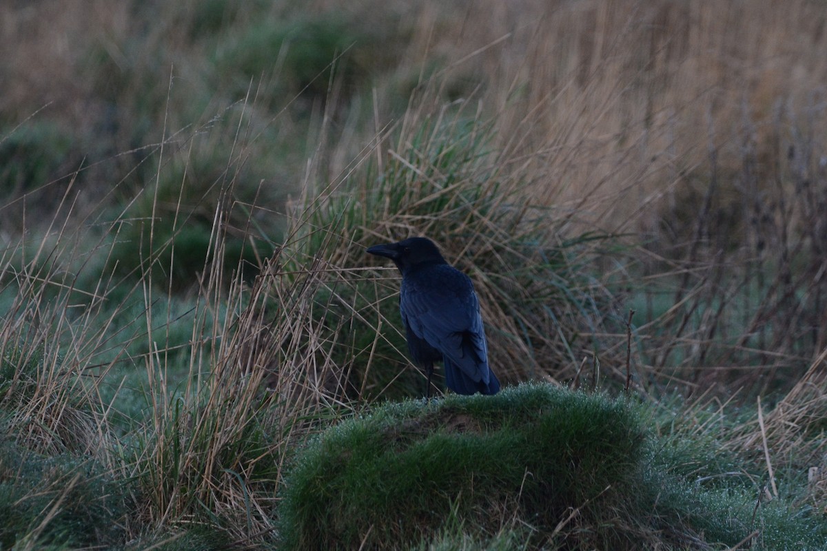 Carrion Crow - ML647218025