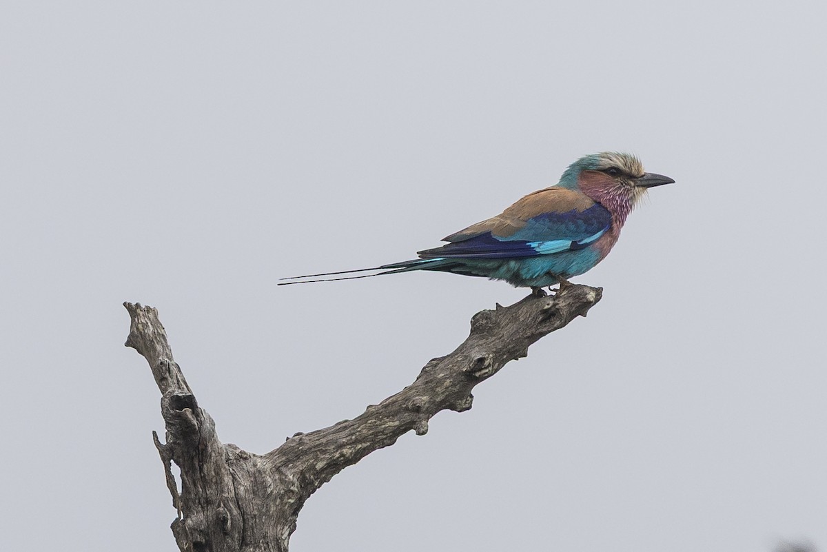 Lilac-breasted Roller - ML647218026