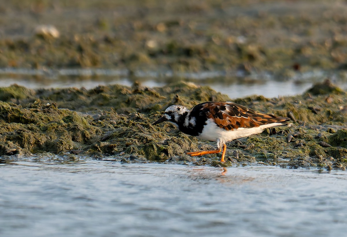 Vuelvepiedras Común - ML647218027