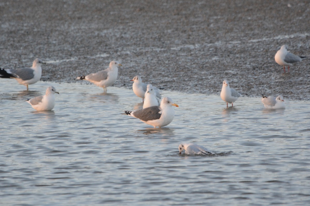 Lesser Black-backed Gull - ML647218029