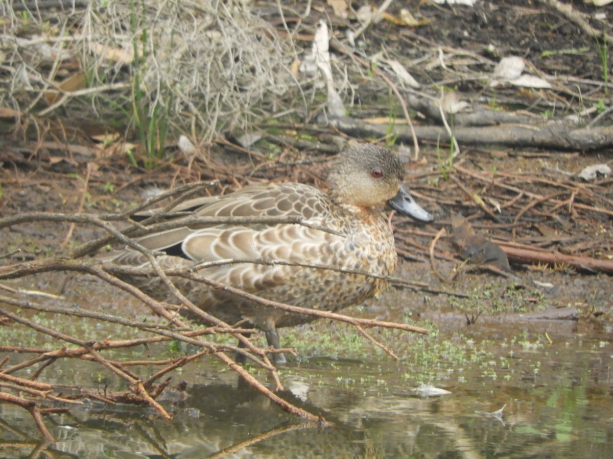 Kastanienente - ML647218032