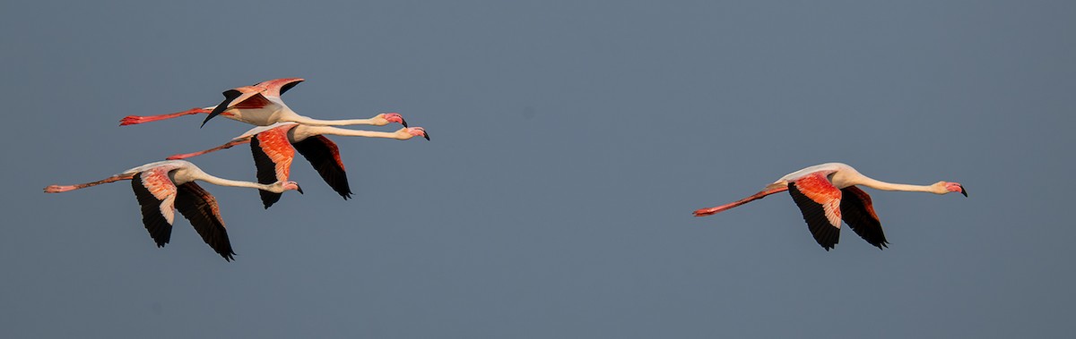 Flamenco Común - ML647218040