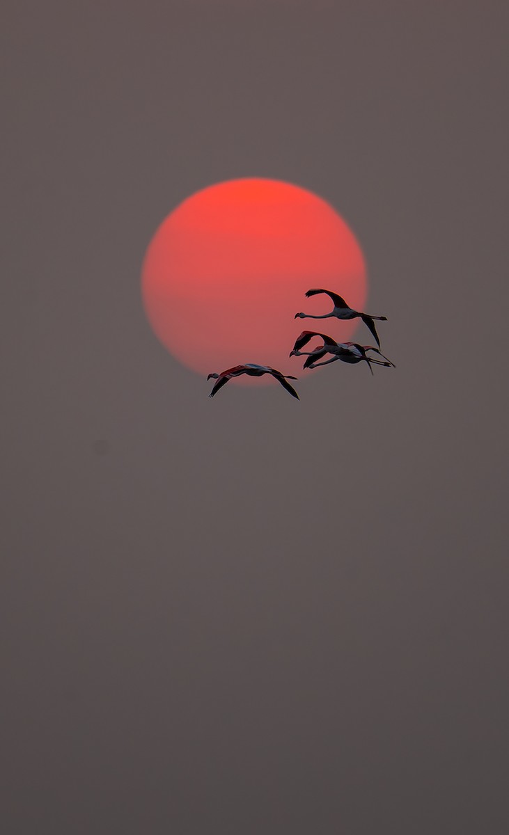 Flamenco Común - ML647218041