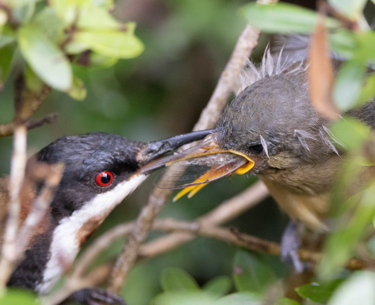 Eastern Spinebill - ML647218042