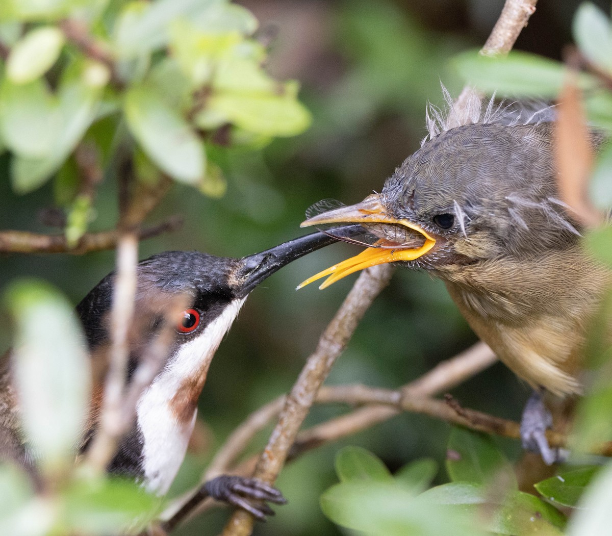 Eastern Spinebill - ML647218047