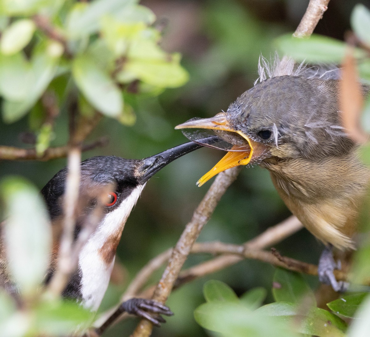 Eastern Spinebill - ML647218049