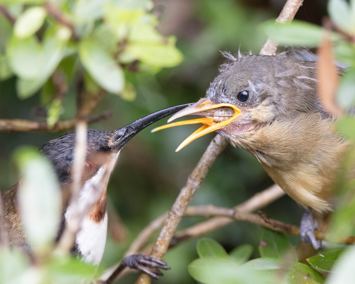 Eastern Spinebill - ML647218051