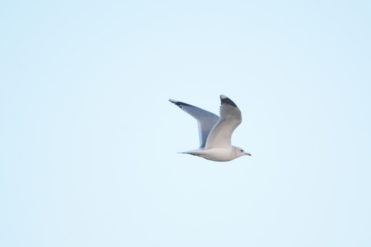 Common Gull - ML647218052
