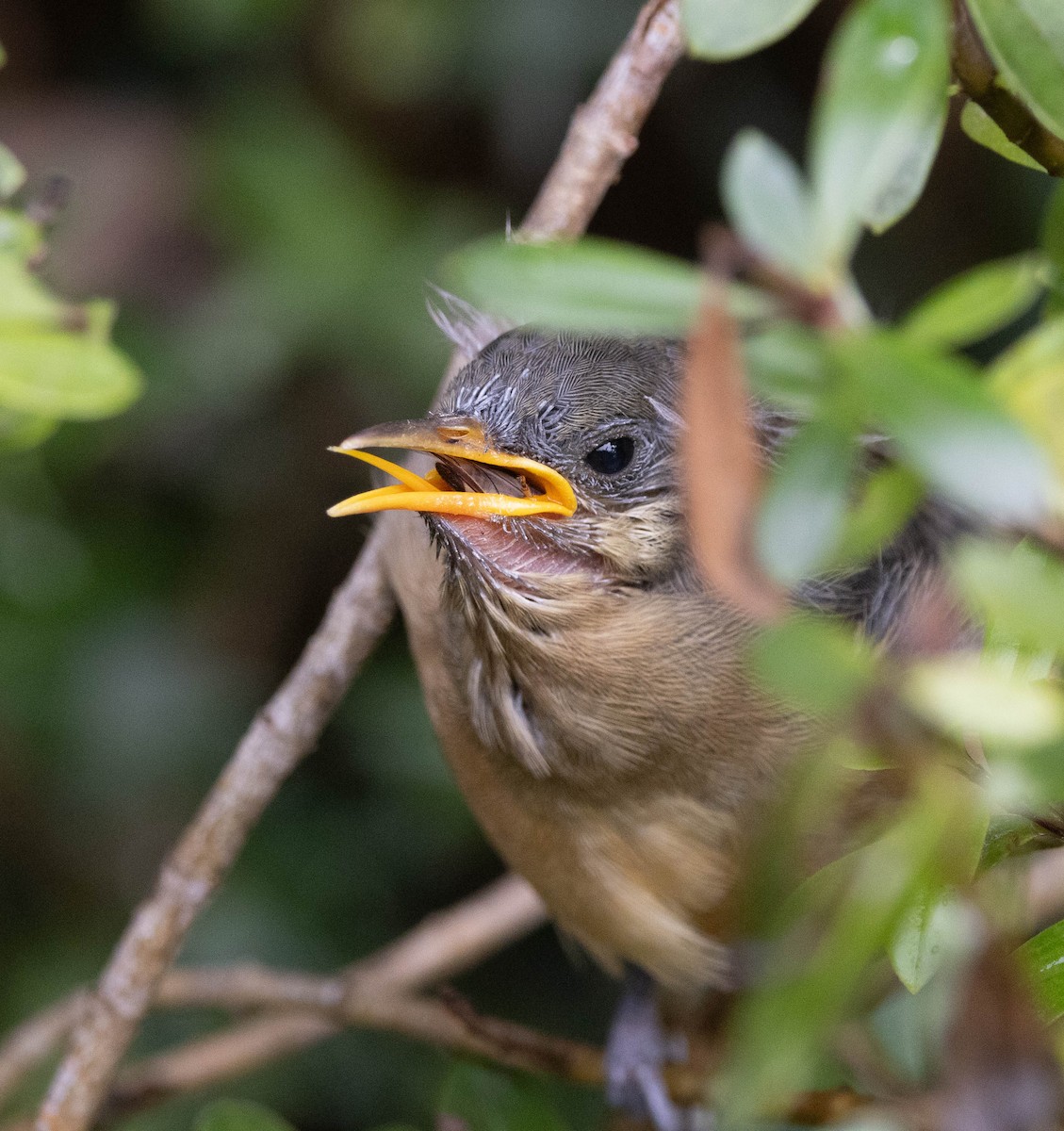 Eastern Spinebill - ML647218053