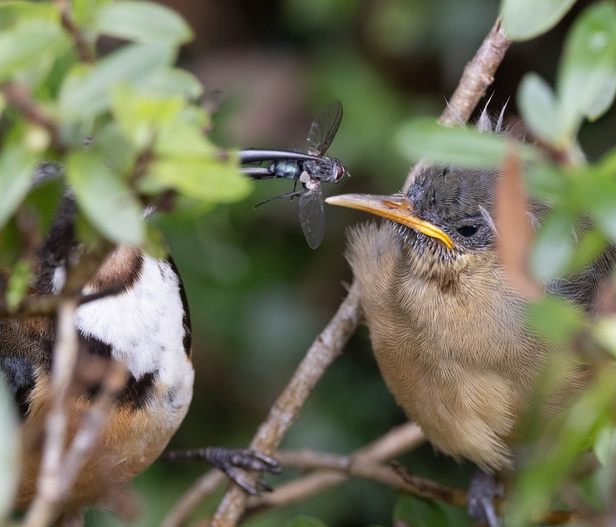 Eastern Spinebill - ML647218054