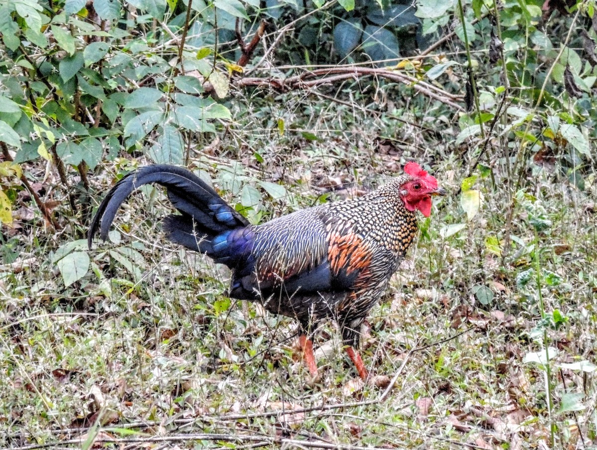 kur kropenatý - ML647218057