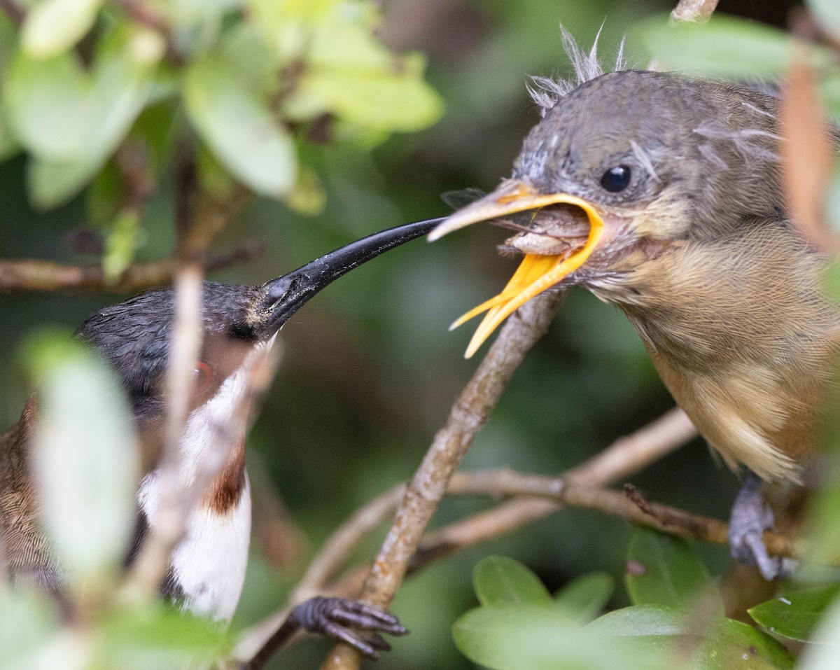 Eastern Spinebill - ML647218058