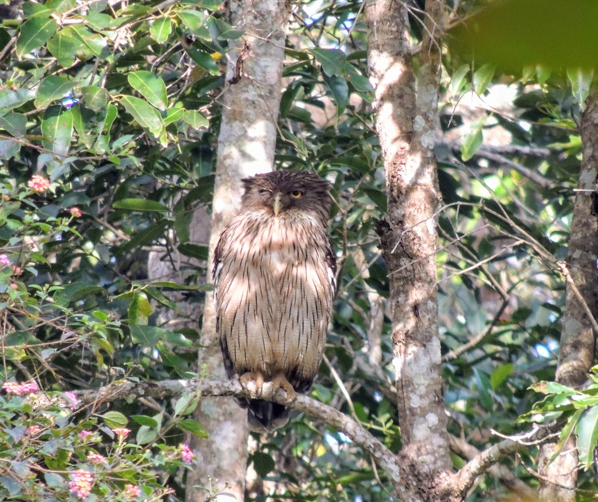 Búho Pescador de Sri Lanka - ML647218062