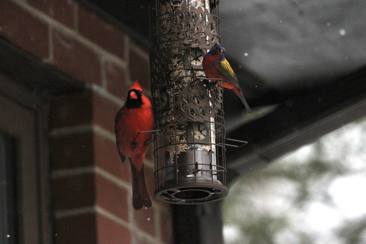 Скригнатка райдужна - ML647218067