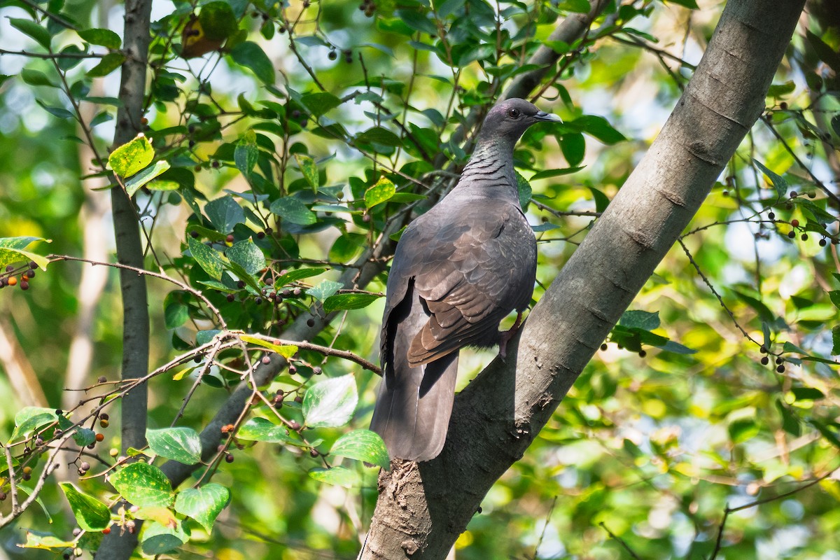 Mor Japon Güvercini - ML647218070