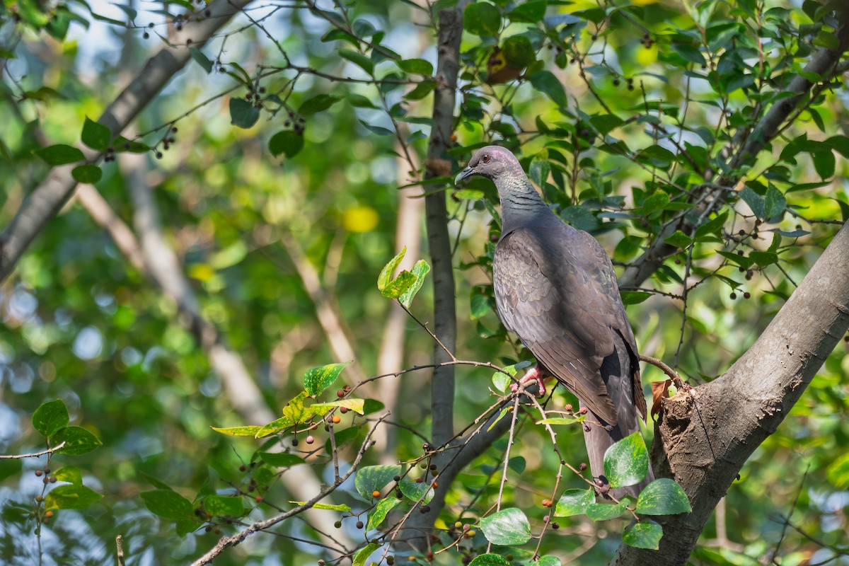 Mor Japon Güvercini - ML647218071
