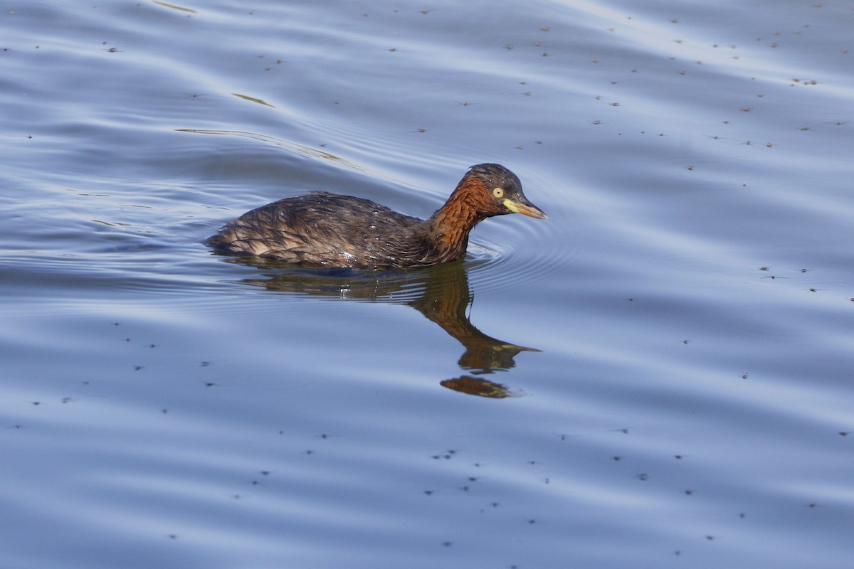 Little Grebe - ML647218077