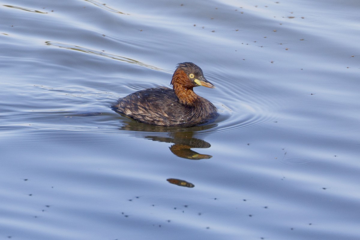 Little Grebe - ML647218078