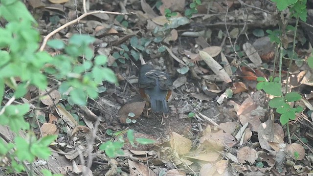 Zorzal Dorsigrís - ML647218079