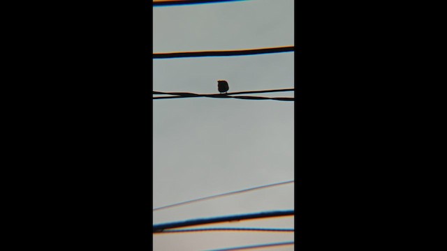 Suimanga Dorsioliva - ML647218086