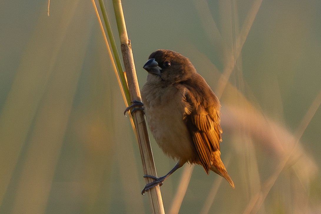 Chestnut Munia - ML647218125
