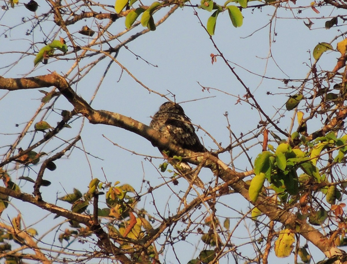 indianattravn - ML647218132