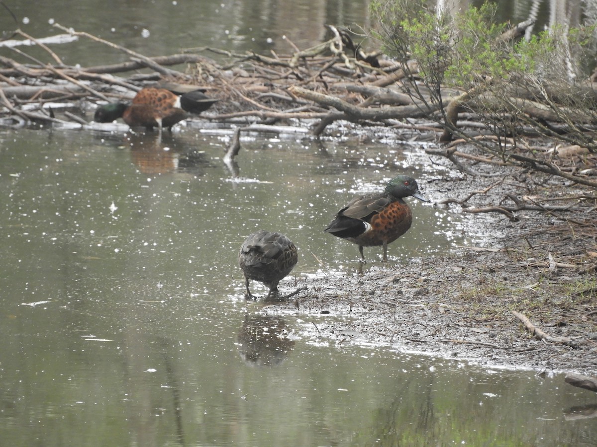 Kastanienente - ML647218137