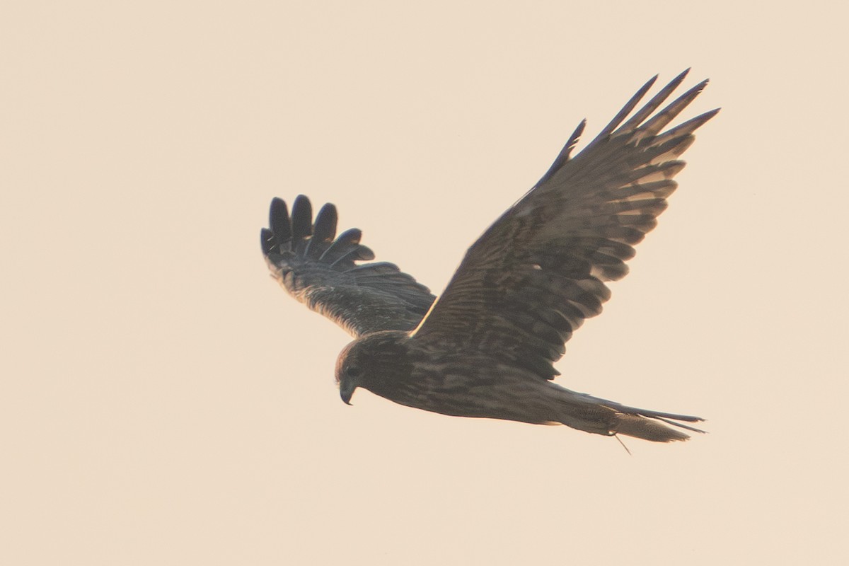 Eastern Marsh Harrier - ML647218138
