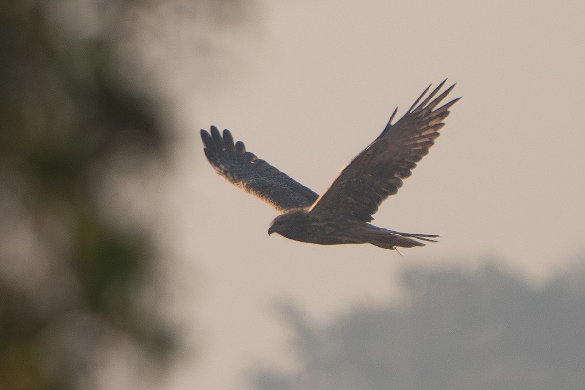 Eastern Marsh Harrier - ML647218139