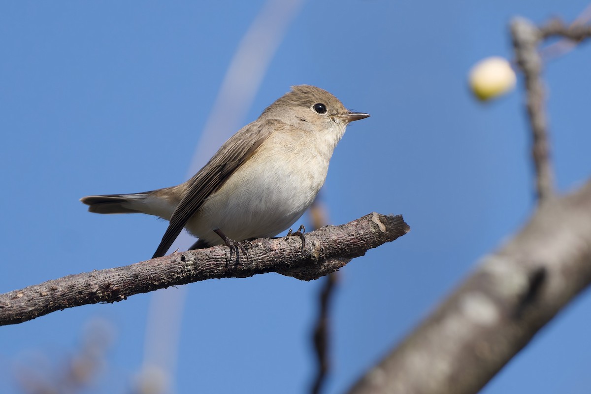 Малая мухоловка - ML647218152