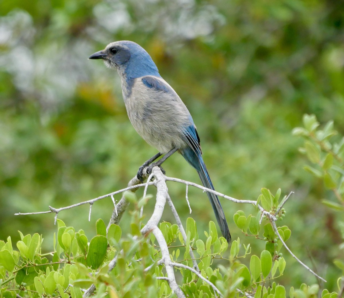 Florida Scrub-Jay - ML647218174