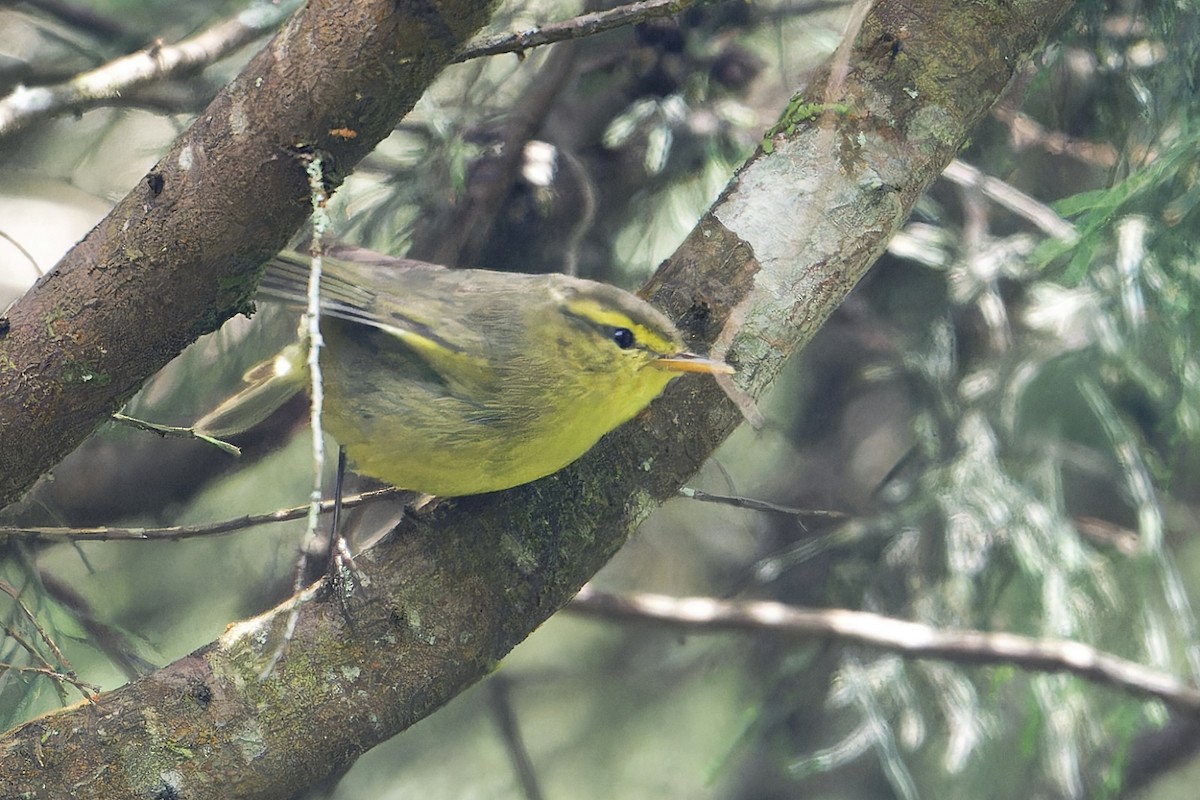 Tickell Çıvgını - ML647218179