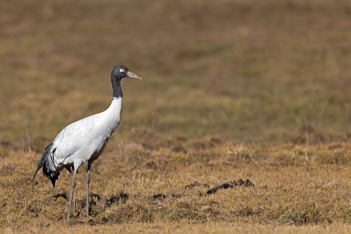 Black-necked Crane - ML647218180