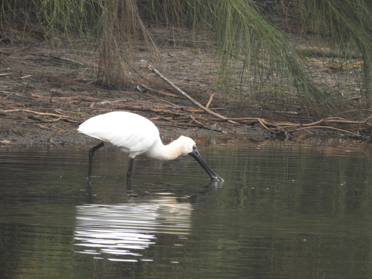 Косар королівський - ML647218219