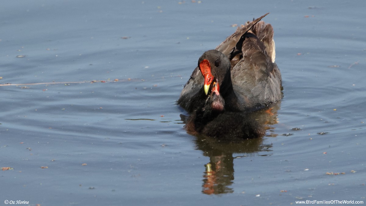 Dusky Moorhen - ML647218223