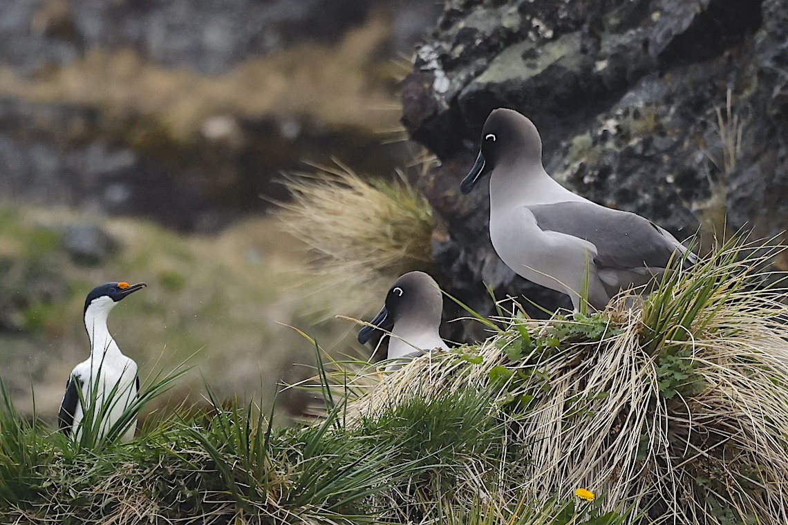 Light-mantled Albatross - ML647218224