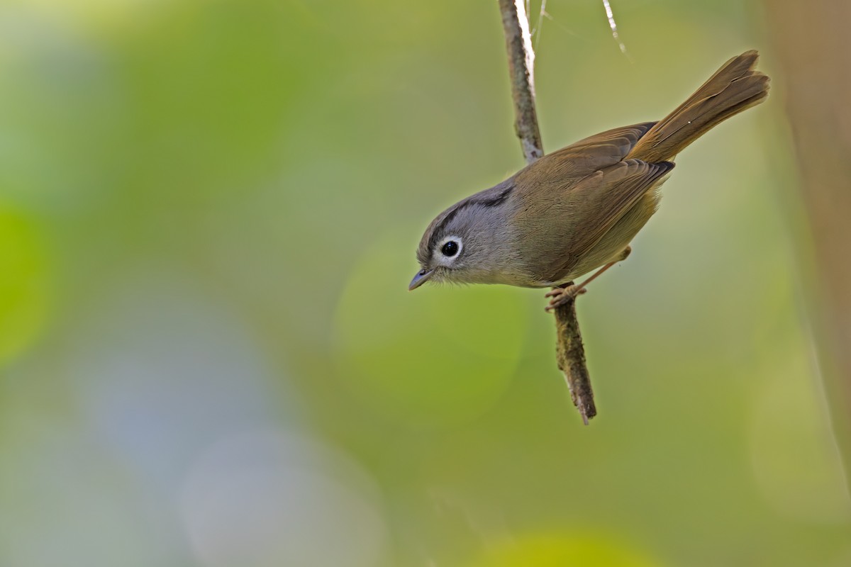 Nepal Fulvetta - ML647218228
