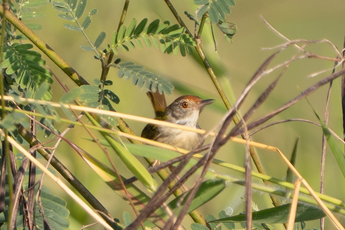 Common Tailorbird - ML647218229