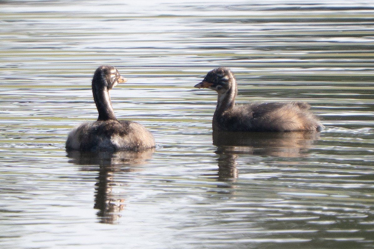 Little Grebe - ML647218233