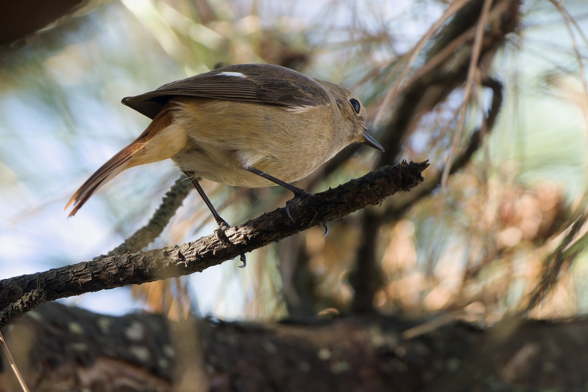Daurian Redstart - ML647218235