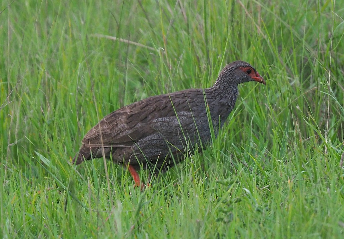 Rotkehlfrankolin - ML647218246