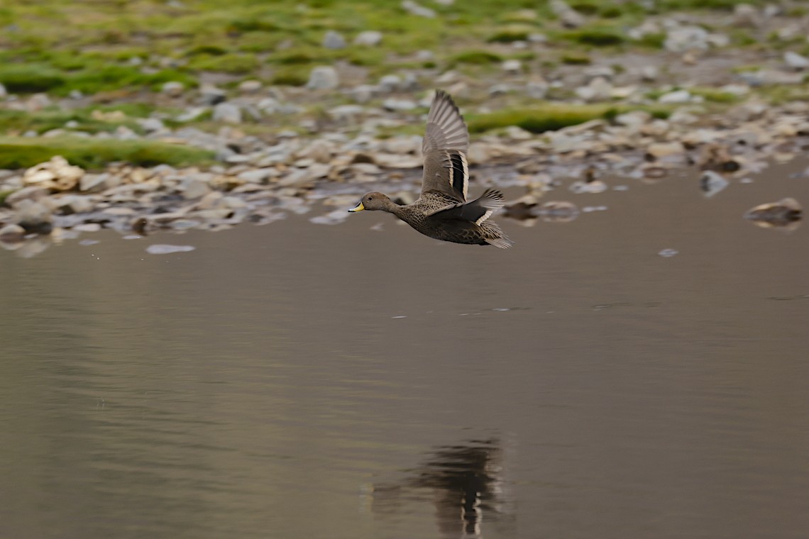 Yellow-billed Pintail (South Georgia) - ML647218252