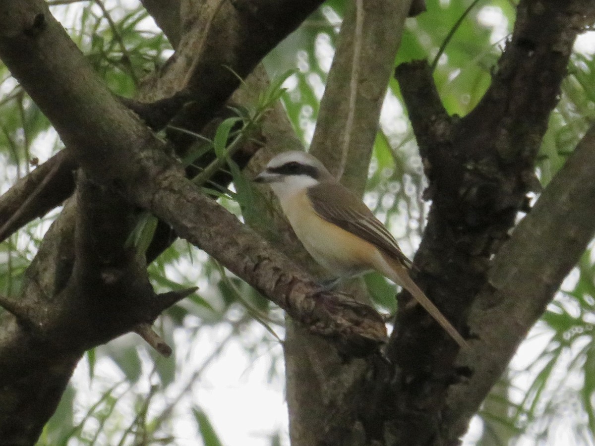 Brown Shrike - ML647218259