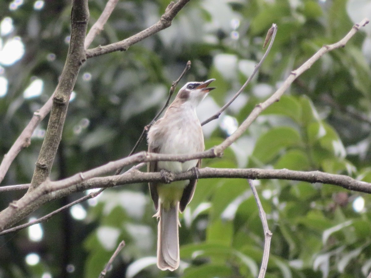 Yellow-vented Bulbul - ML647218263