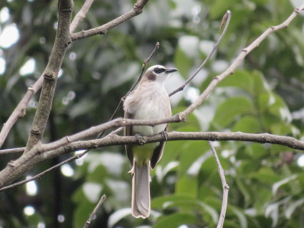 Yellow-vented Bulbul - ML647218264