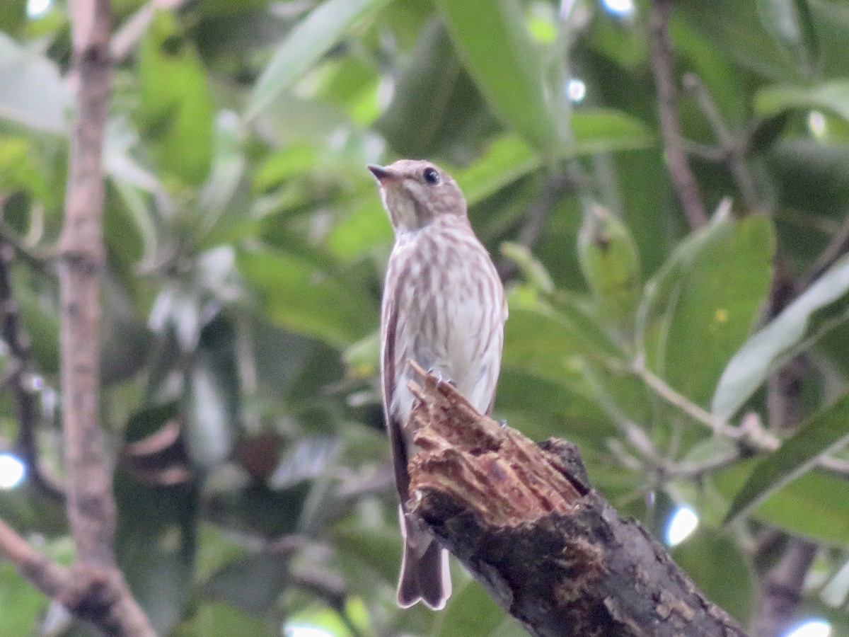 Gray-streaked Flycatcher - ML647218268