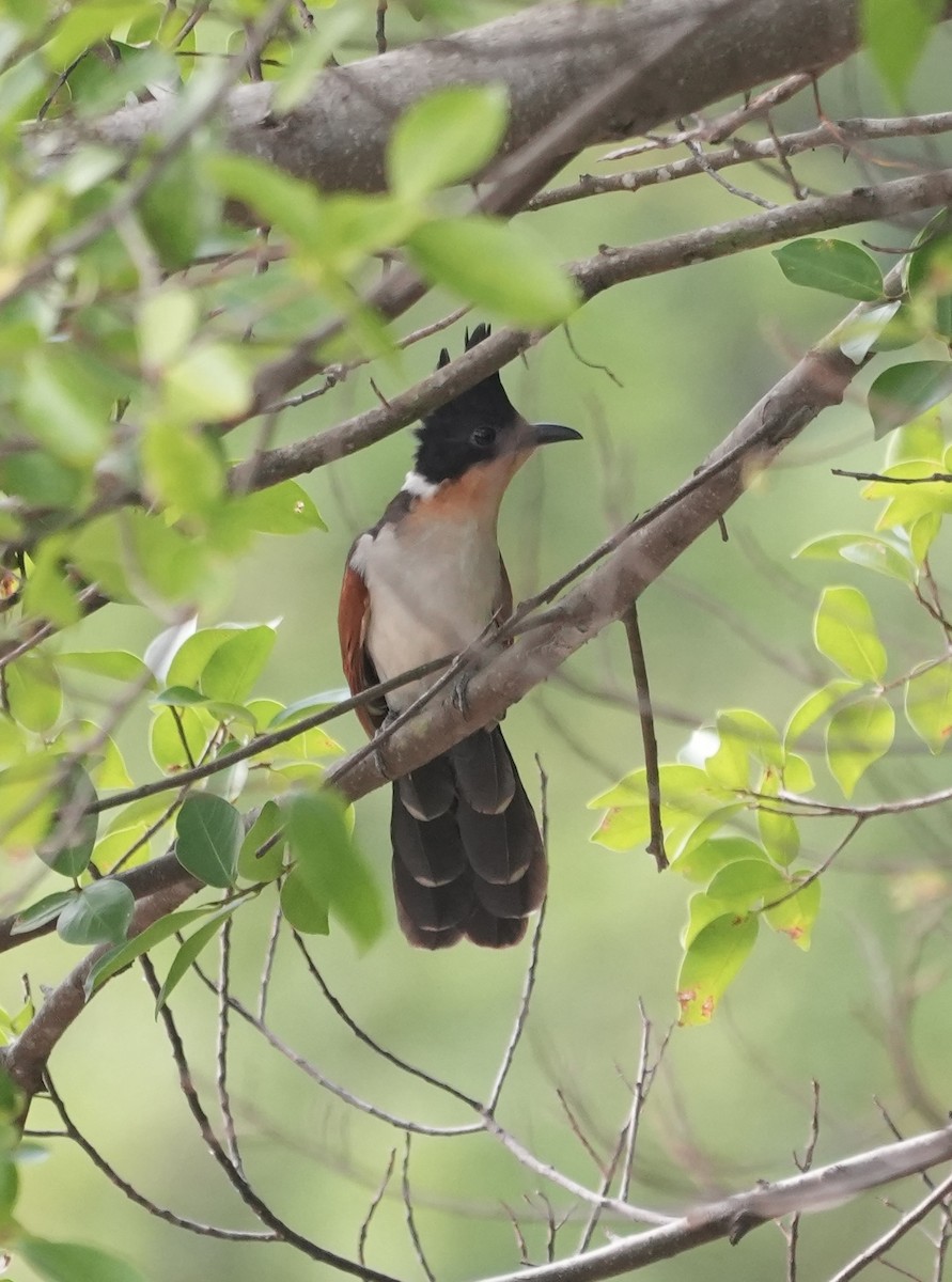 kukačka hnědokřídlá - ML647218302